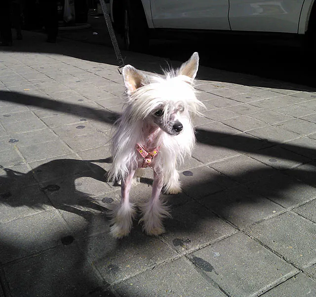 Rocío Esteban García mascota 01