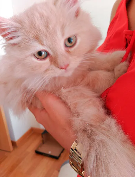 Rocío Esteban García persona sosteniendo gato