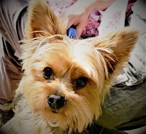 Rocío Esteban García mascota pequeña