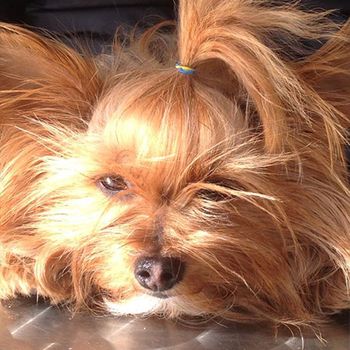 Rocío Esteban García perro peludo