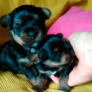 Rocío Esteban García perros cachorros