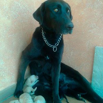 Rocío Esteban García perra con cachorros