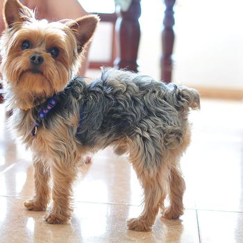 Rocío Esteban García mascota pequeña