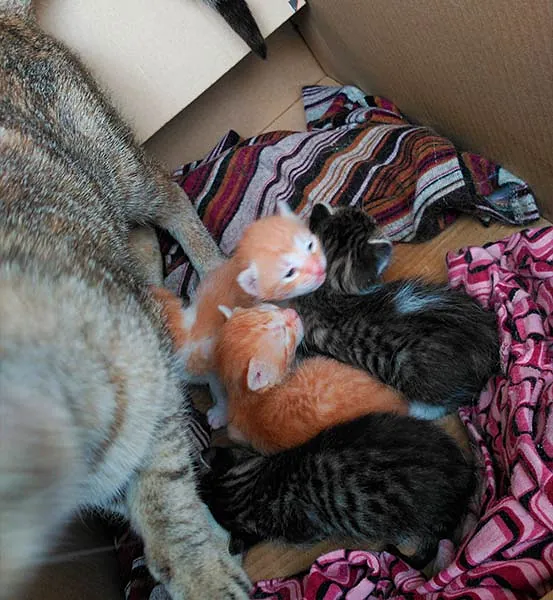 Rocío Esteban García gatos pequeños en caja