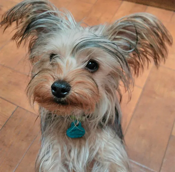 Rocío Esteban García perro