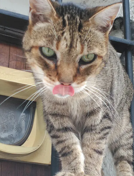Rocío Esteban García gato